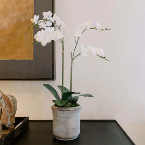 CG Hunter, Faux White Orchid Plant, 24 in, Grey, Home Decor by CGHunter