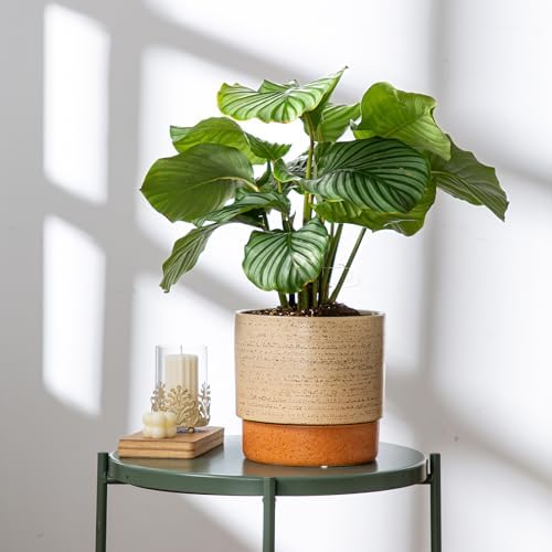 8 Inch Ceramic Self Watering Planter with Drainage Hole, Brush - Image 6