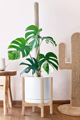D'vine Dev Ceramic Pot with Natural Wood Stand, White, 12 in, 55-B-J-1 - Image 4