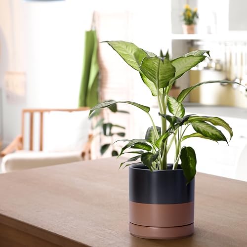 D'vine Dev 6.5 Inch Ceramic Planter Pot, Black/Tan, 94-O-C-7 - Image 5
