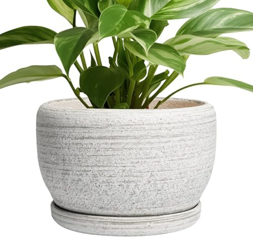 SQOWL Ceramic Plant Pots - 8 inch Planter for Indoor Plants, Round Flower Pot with Drainage Hole and Plant Saucer, Modern Decorative Ceramic Planter Outdoor, Home Room Decor, Garden Gifts, Gray by SQOWL