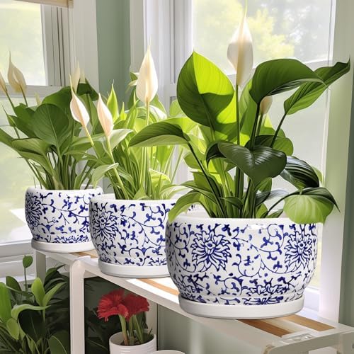 SQOWL 6 Inch Planter - Ceramic Plant Pots Indoor with Drainage Hole and Saucer, Round Ceramic Flower Pot Outdoor, Porcelain Decorative Planter, Backyard Decor, Gifts for Plant Lovers, Blue and White - Image 5