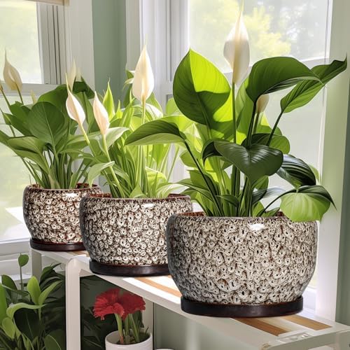 SQOWL Ceramic Plant Pots - 6 Inch Ceramic Planter for Indoor Outdoor, Small Flower Pots with Drainage Hole and Saucer, Decorative Round Planter, Home Office Decor, Plant Lover Gifts, White - Image 5