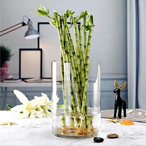 WGV Cylinder Vase Bulk, Width 8", Height 10", Clear Wide Large Diameter Flower Glassware, Floral Container, Planter Terrarium for Wedding Party Event, Home Accent Decor, 6 Pieces - Image 4