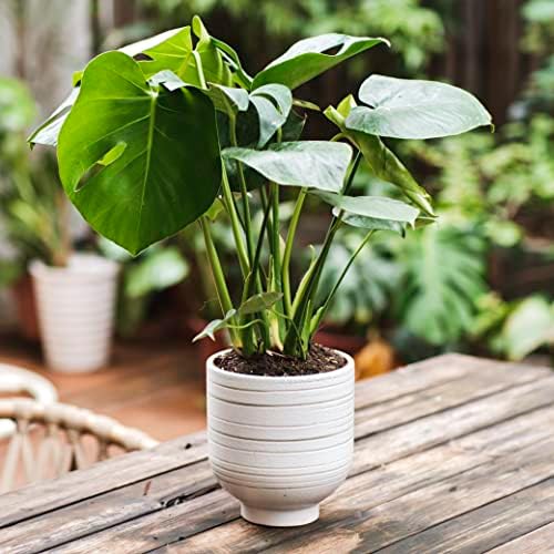 HERDUK Modern Ceramic Pottery Planter for Indoor Plants, White Minimalist Indoor Planter with Drainage, Contemporary Decorative Pot for Living Room, Office & Shelf Styling - Image 2