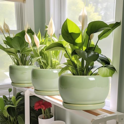 SQOWL 8 Inch Plant Pot - Ceramic Planters with Drainage Hole and Tray, Round Flower Pot for Indoor Plants, Modern Decorative Planters Outdoor, Garden Decor, Housewarming Gifts, Green - Image 6