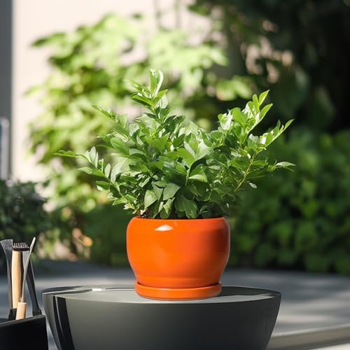 SQOWL Ceramic Plants Pots - 6 Inch Planter Indoor with Drainage Hole and Plant Saucer, Modern Round Planter Outdoor, Decorative Succulent Pot, Home Decor, Housewarming Gifts, Orange - Image 4