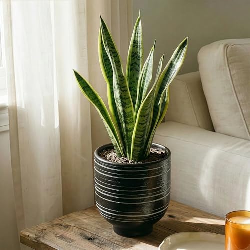 HERDUK Indoor Ceramic Planter, Black Striped Pot for Shelf, Drainage Hole by Herduk