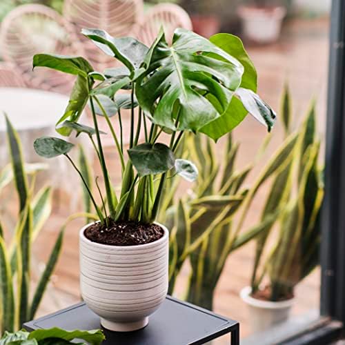 HERDUK Modern Ceramic Pottery Planter for Indoor Plants, White Minimalist Indoor Planter with Drainage, Contemporary Decorative Pot for Living Room, Office & Shelf Styling - Image 3