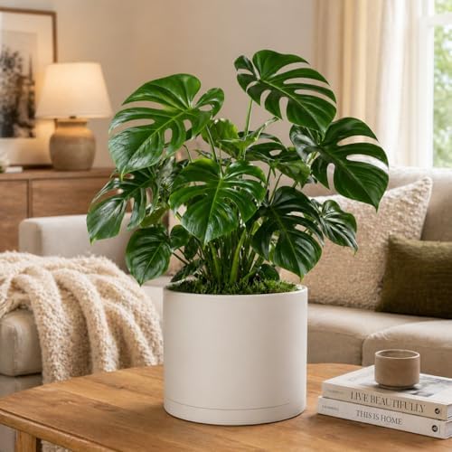 Giraffe Creation 10 Inch Cylinder Plant Pot, Modern Round Planter with Drainage Holes and Saucer, Lightweight Plastic Flower Pot for Indoor Outdoor Plants, White - Image 6
