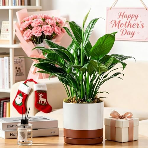 vancasso Ceramic Plant Pots, 3 Piece Planters for Indoor Plants, Khaki - Image 5