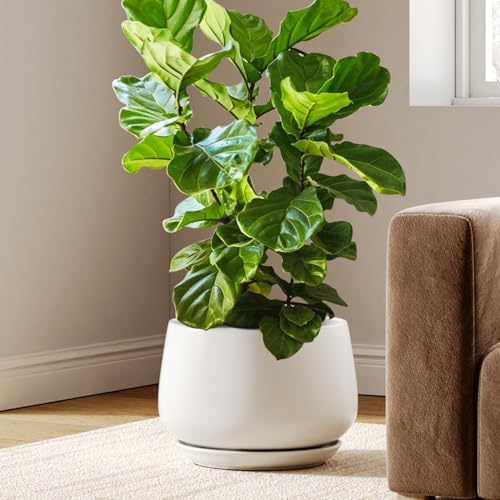 LE TAUCI Ceramic Planter, 12 Inch, Large Plant Pot, Indoor Plant Pot, White by LETAUCI