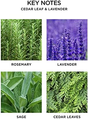 NEST New York Reed Diffuser Refill, Cedar Leaf & Lavender, 5 Fluid Ounces, 5.9 Fl Oz (Pack of 1) - Image 2