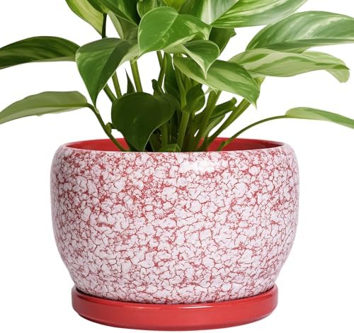 SQOWL Ceramic Pots for Plants - 8 inch Indoor Planter with Drainage Hole and Tray, Ceramic Flower Pot Outdoor, Round Decorative Planter, Bedroom Decor, Gifts for Plant Lovers, Red and White by SQOWL