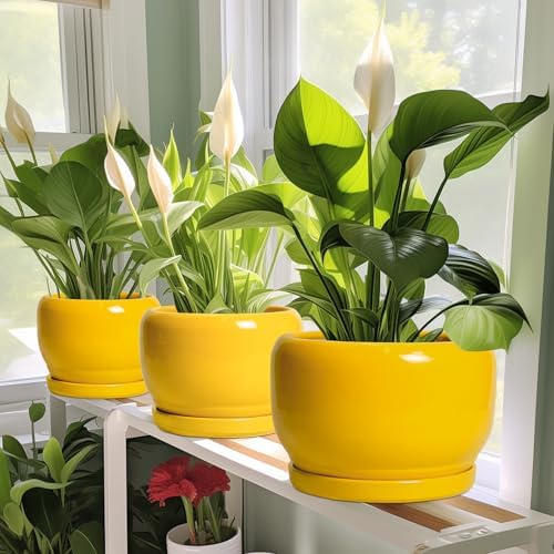 SQOWL 6 Inch Plant Pot - Ceramic Planter with Drainage Hole and Saucer, Modern Ceramic Flower Pots for Indoor Plants Outdoor, Round Decorative Small Planter, Desk Decor, Garden Gifts, Yellow - Image 5