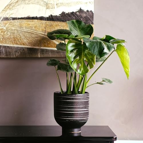 HERDUK Indoor Ceramic Planter, Black Striped Pot for Shelf, Drainage Hole - Image 3