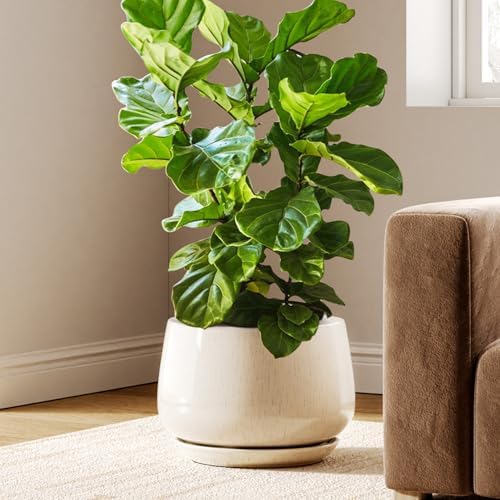 LE TAUCI Ceramic Planter, 12 Inch, Large Plant Pot, Reactive Glaze Beige by LETAUCI