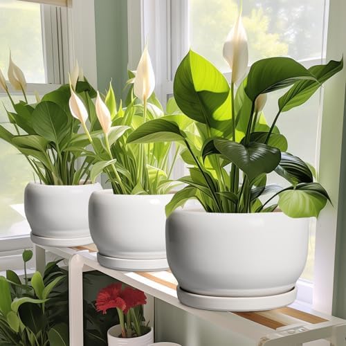 SQOWL Ceramic Pot for Plants - 10 Inch Planter with Drainage Hole and Saucer, Round Ceramic Flower Pot for Indoor Outdoor, Modern Decorative Large Planter, Patio Decor, Gifts for Plant Lovers, White - Image 6