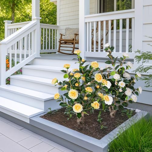 Yepdin 2 pcs Pack Artificial Camellia Tree with White Planter - 39 inch Tall Fake Tree,3.2 Ft Artificial Plants Indoor & Outdoor Housewarming Gift - Image 2