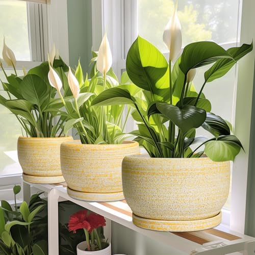 SQOWL Ceramic Flower Pots - 8 inch Plant Pot Indoor with Drainage Hole and Saucer, Modern Ceramic Planter Outdoor, Round Decorative Planter, Living Room Home Decor, Gifts for Plant Lovers, Yellow - Image 6