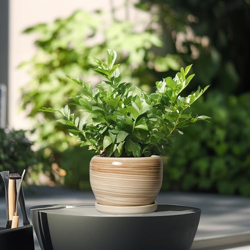SQOWL Ceramic Pot for Plants - 6 Inch Indoor Planter with Drainage Hole and Tray, Round Modern Flower Pot Outdoor, Decorative Succulent Planter, Kitchen Decor, Gifts for Plant Lovers, Yellow - Image 4