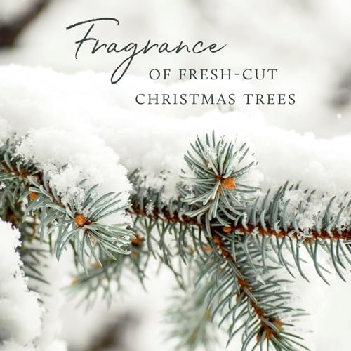 Thymes Frasier Fir Reed Diffuser Set – Includes Reeds, Fragrance Oil, and Frosted Glass Bottle – Fragrance Oil Diffuser – Room Fresheners – Luxury Home Decor – Silver (Statement, 4 fl oz) - Image 5