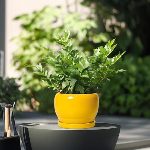 SQOWL 6 Inch Plant Pot - Ceramic Planter with Drainage Hole and Saucer, Modern Ceramic Flower Pots for Indoor Plants Outdoor, Round Decorative Small Planter, Desk Decor, Garden Gifts, Yellow - Image 4