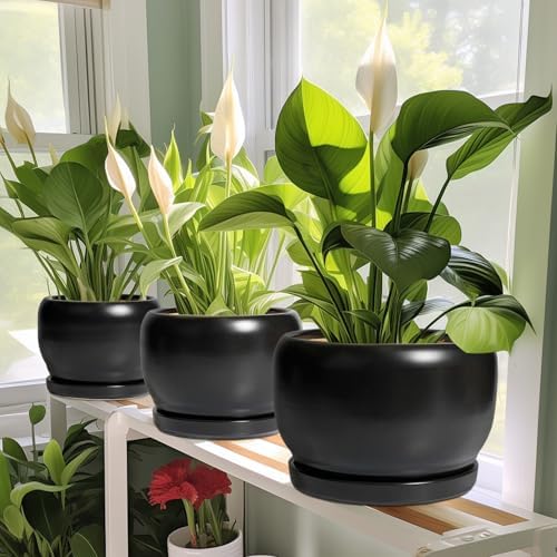 SQOWL Ceramic Flower Pot - 10 Inch Planter with Drainage Hole and Saucer, Modern Large Plant Pot Indoor Outdoor, Decorative Round Planter, Bedroom Decor, Gifts for Plant Lovers, Black - Image 6