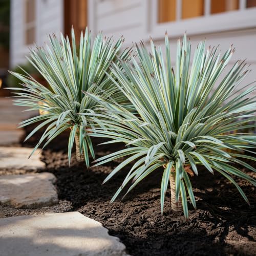 Artificial Agave Plant Fake Agave Planters for Indoor Outdoor Faux Agave Plants Real Touch Realistic Greenery for Home Living Room Office Garden Front Porch Patio (26inch 180Leaves-2 Pcs Yellow) - Image 6
