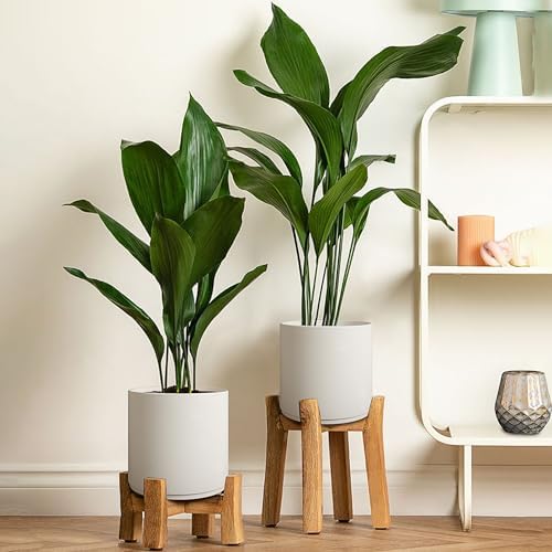 Giraffe Creation 12 Inch Cylinder Plant Pot, Modern Round Planter with Drainage Holes and Saucer, Durable Plastic Flower Pot for Indoor Outdoor Plants, White - Image 6