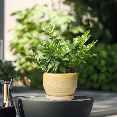 SQOWL Ceramic Planter - 6 Inch Plant Pot Indoor with Drainage Hole and Saucer, Decorative Ceramic Flower Pot Outdoor, Round Succulent Planters, Home Office Bedroom Decor, Birthday Gifts, Yellow - Image 4