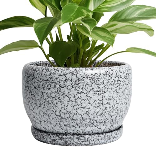 SQOWL 8 inch Plant Pot - Ceramic Planter with Drainage Hole and Saucer, Round Flower Pot for Indoor Plants, Decorative Planter Outdoor, Patio Balcony Decor, House Warming Gifts, Black and White by SQOWL