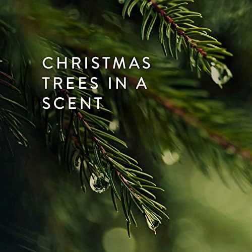 Thymes Frasier Fir Scented Candles for Home Decor – Green Heritage Holiday Candle – Notes of Siberian Fir Needles, Cedarwood & Sandalwood – Luxury Home Fragrance Gifts for Women & Men (4-Wick, 21 oz) - Image 5
